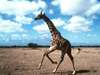 Amboseli Serena Safari Lodge - Wildlife